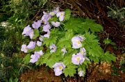 Glaucidium_palmatum_TOM_9482 .JPG